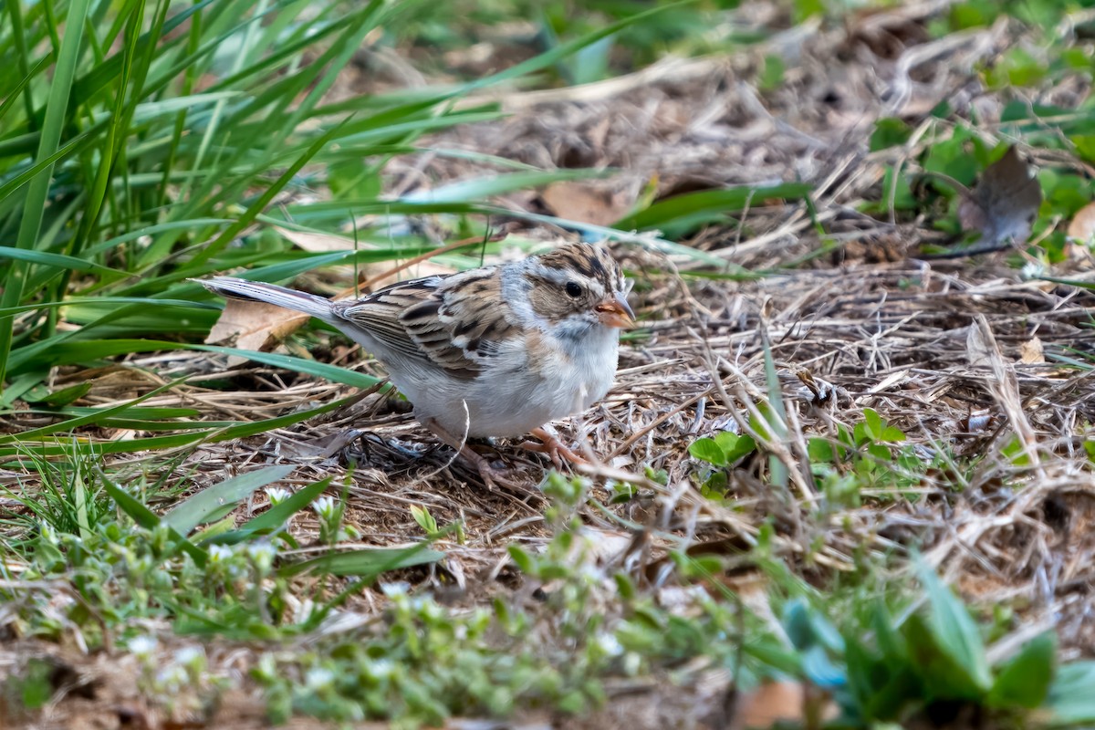 Clay-colored Sparrow - Eric Stone