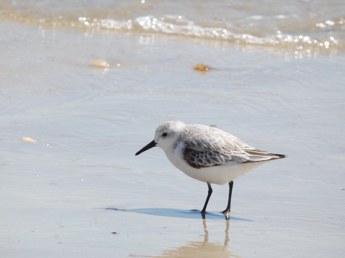 Ruddy Turnstone - ML617058961