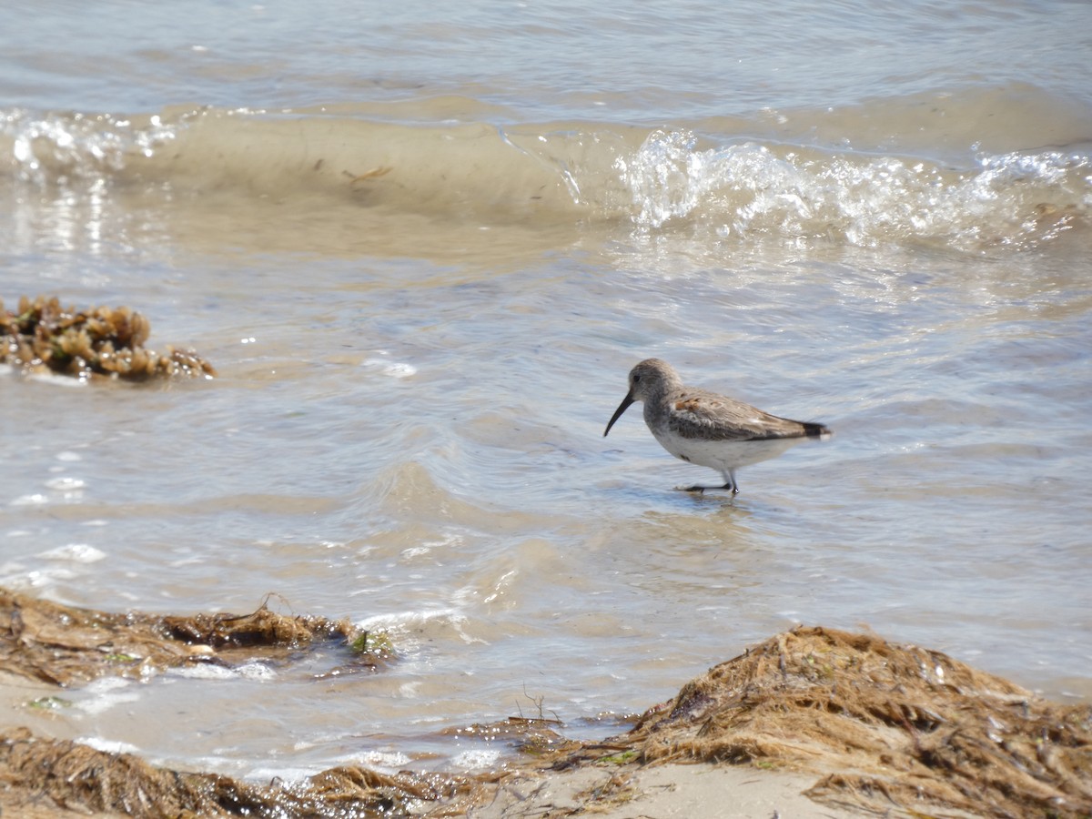 Dunlin - ML617058966