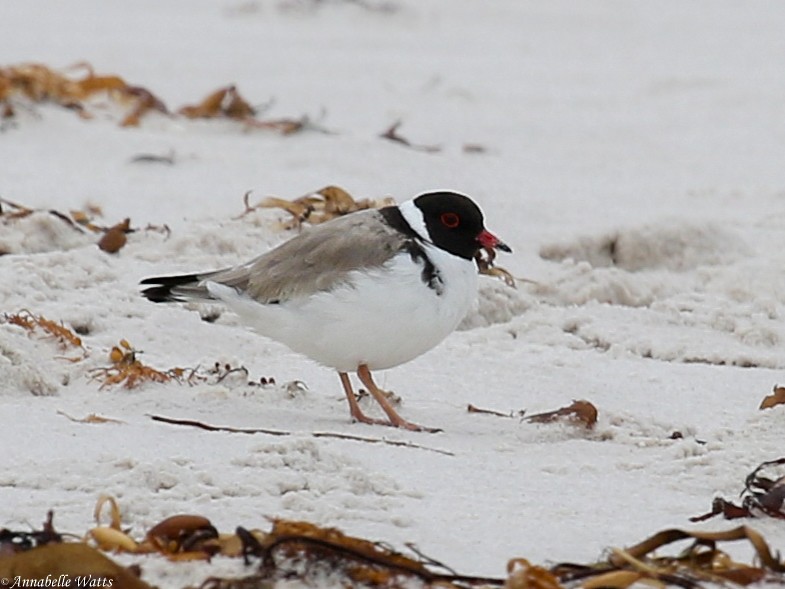 Hooded Plover - ML617059007