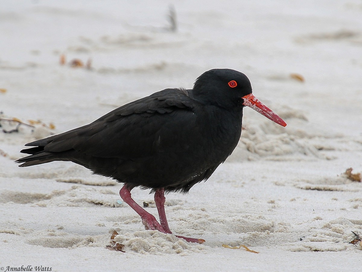 Sooty Oystercatcher - Justin Watts