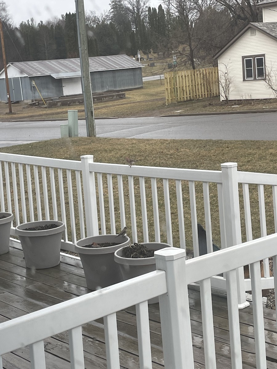 House Finch - ML617059050