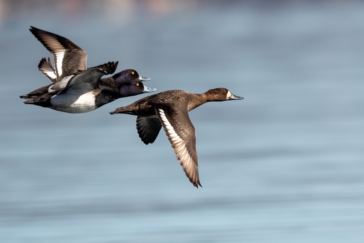 Lesser Scaup - ML617059053