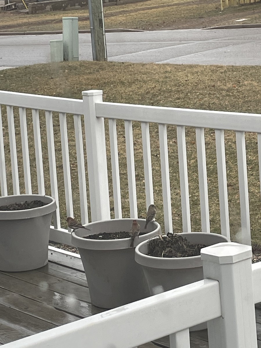 House Finch - ML617059059