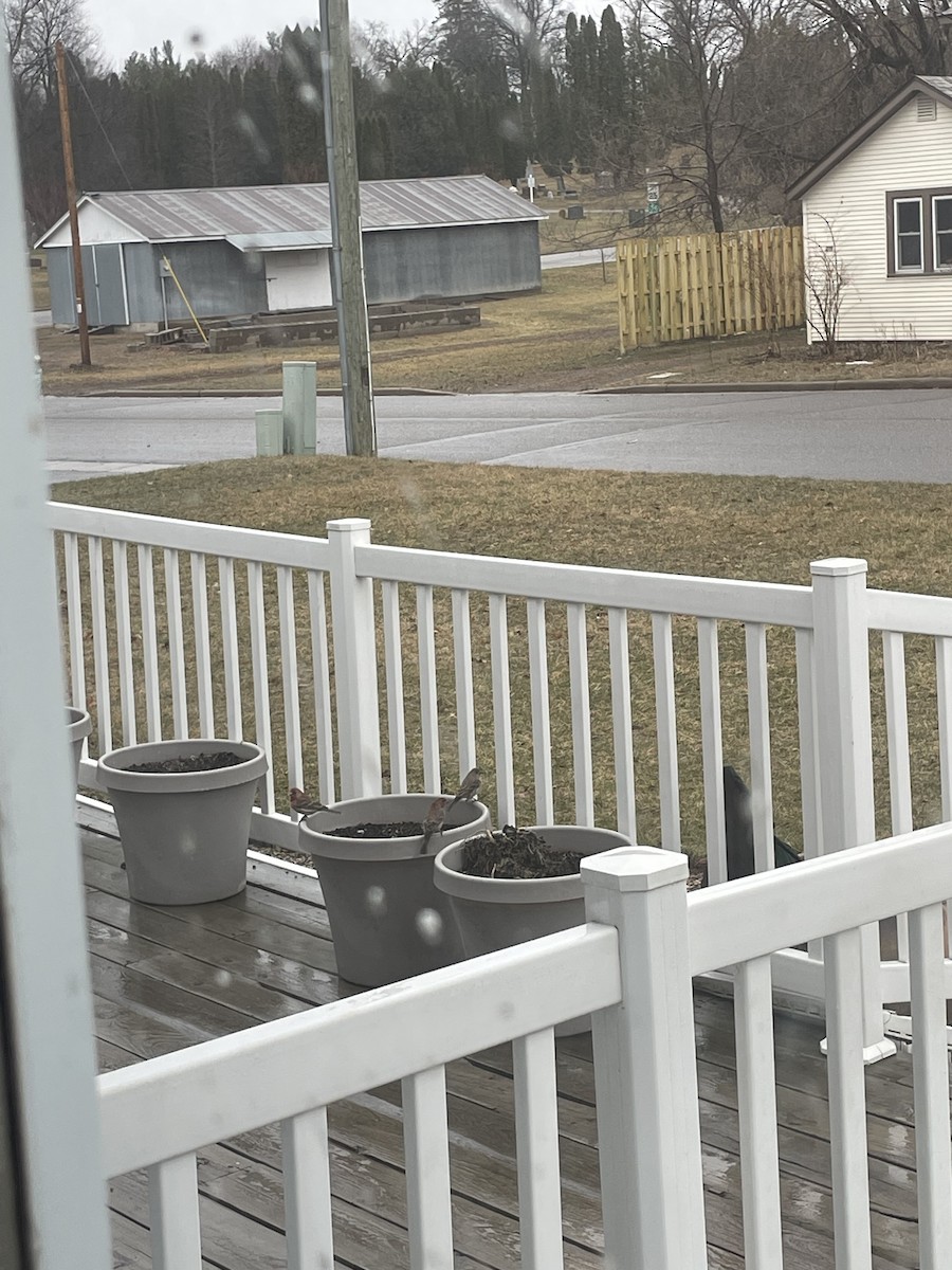 House Finch - ML617059071