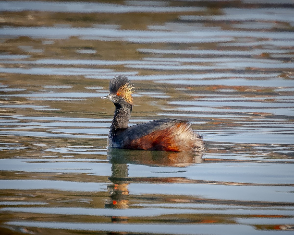 Eared Grebe - ML617059082