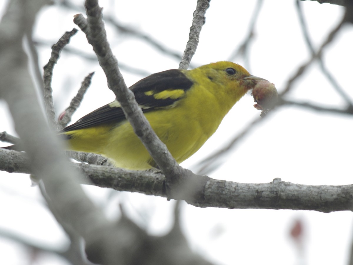 Western Tanager - Volkov Sergey