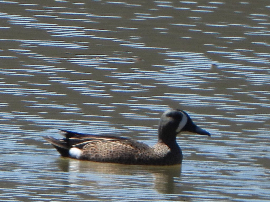 Blue-winged Teal - ML617059180