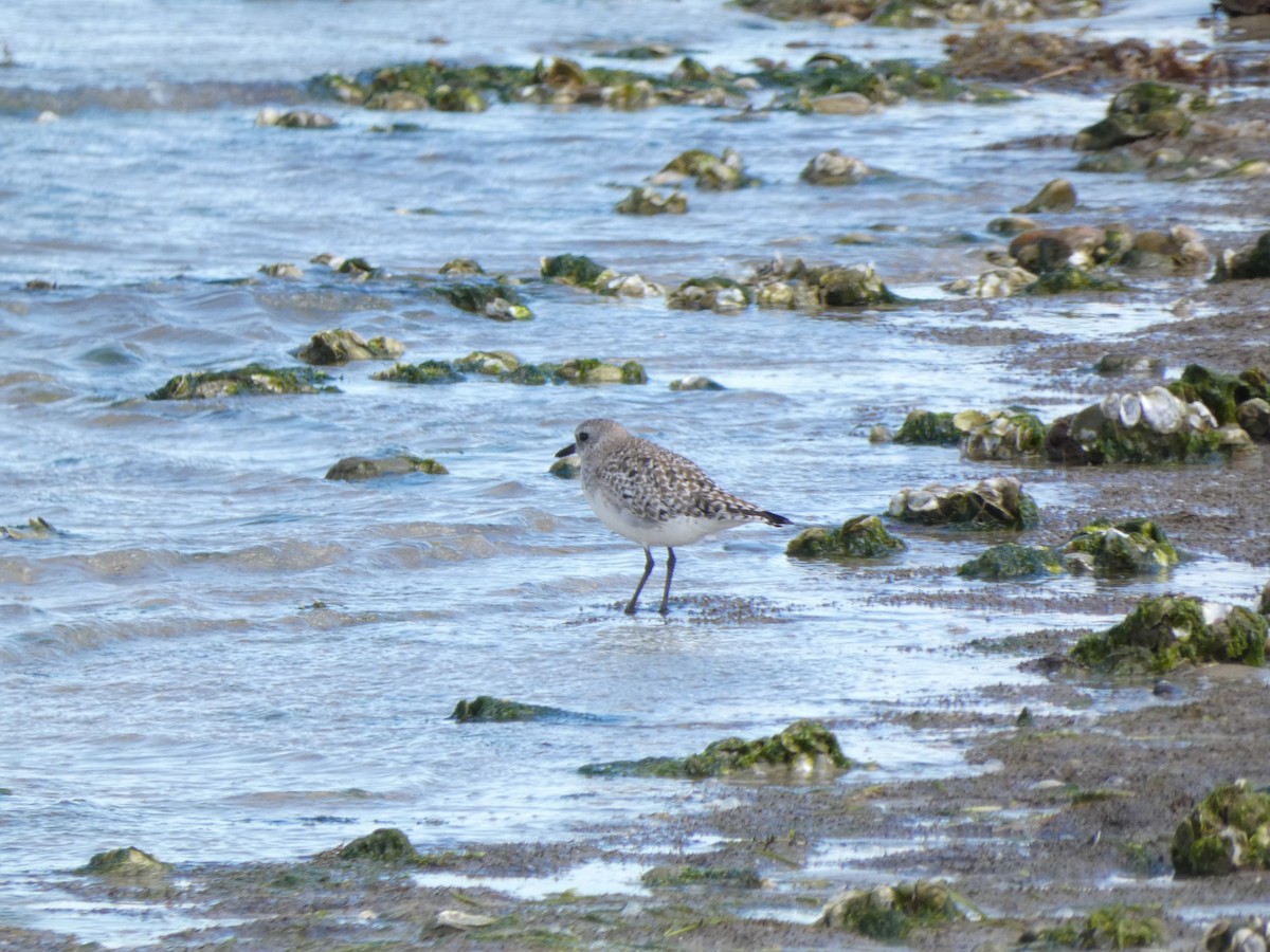 Black-bellied Plover - ML617059186