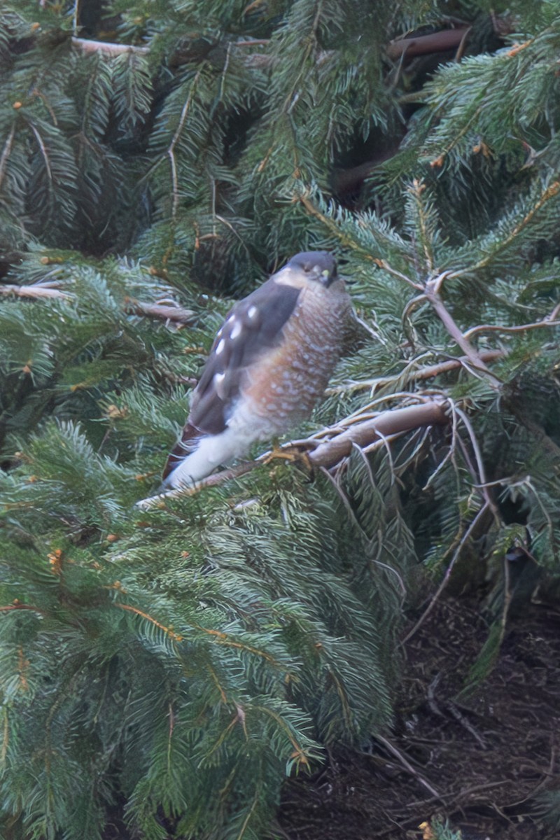 Sharp-shinned Hawk - ML617059214