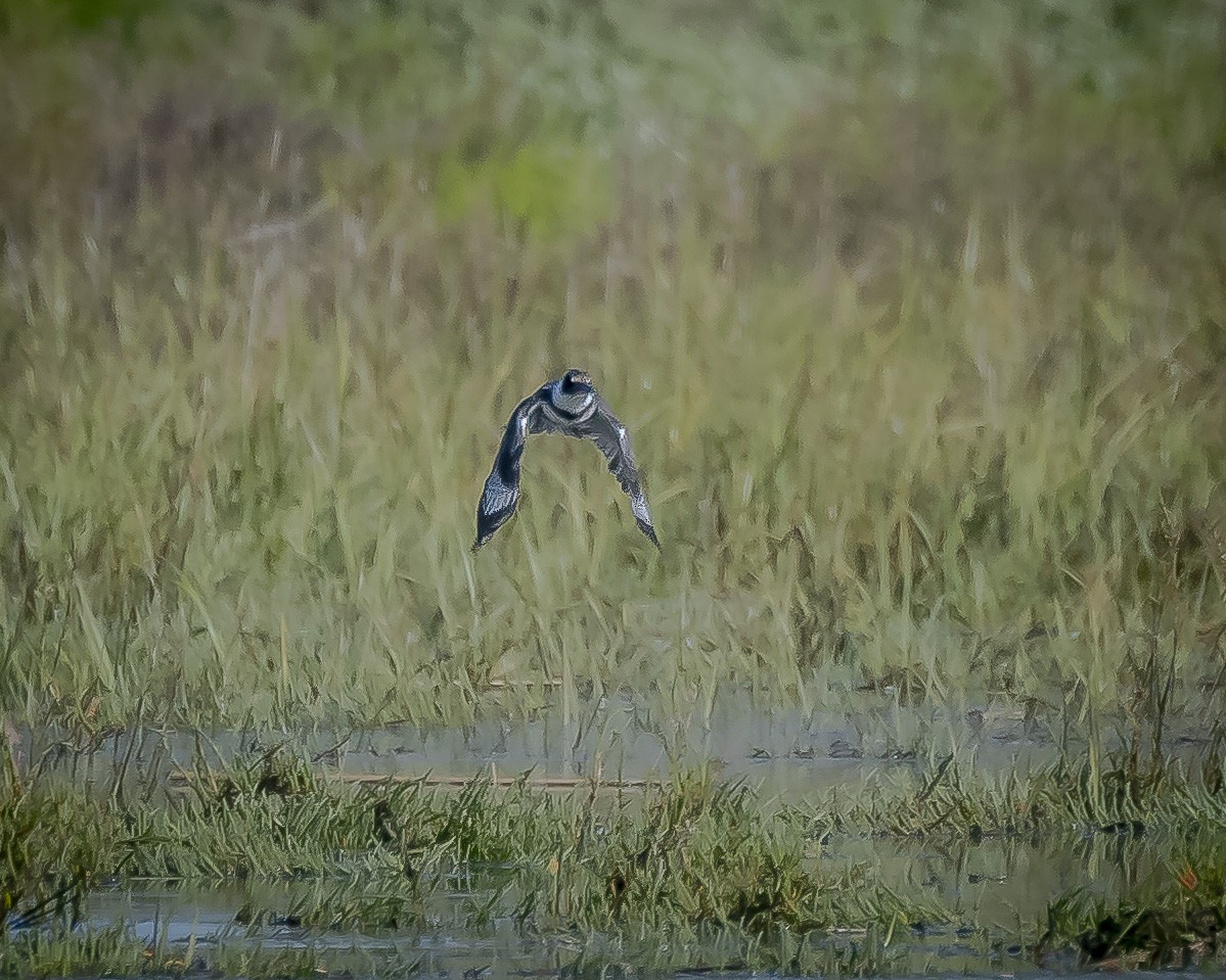 Belted Kingfisher - James Kendall