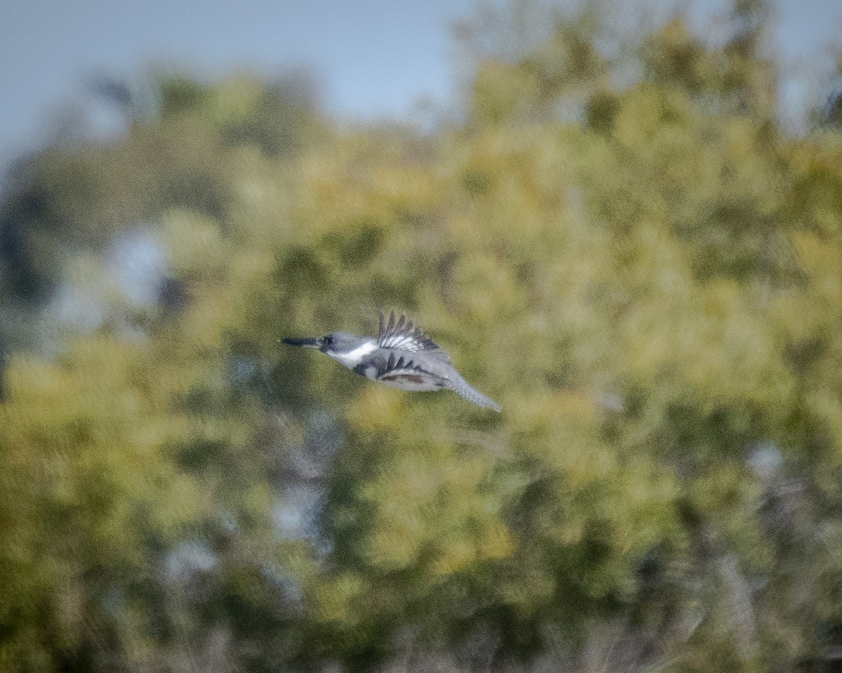 Belted Kingfisher - James Kendall