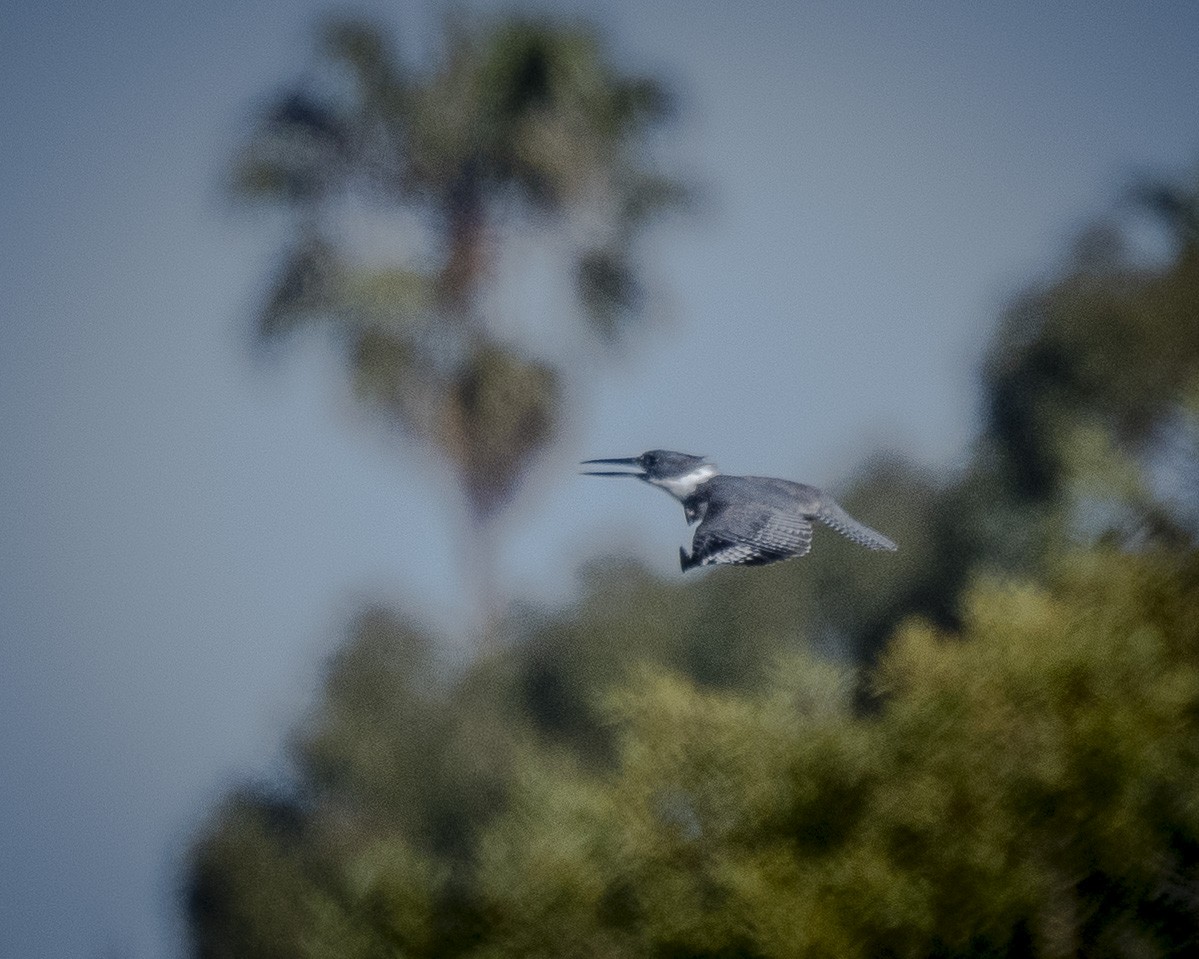 Belted Kingfisher - ML617059220