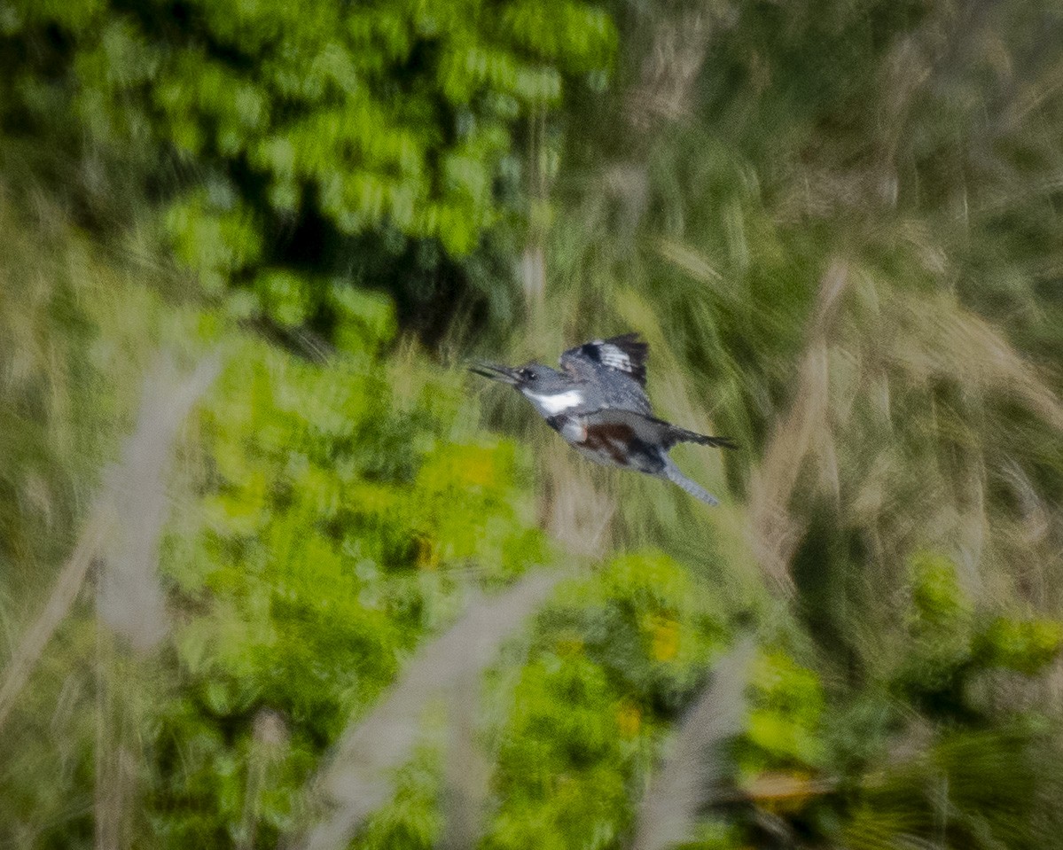 Belted Kingfisher - James Kendall