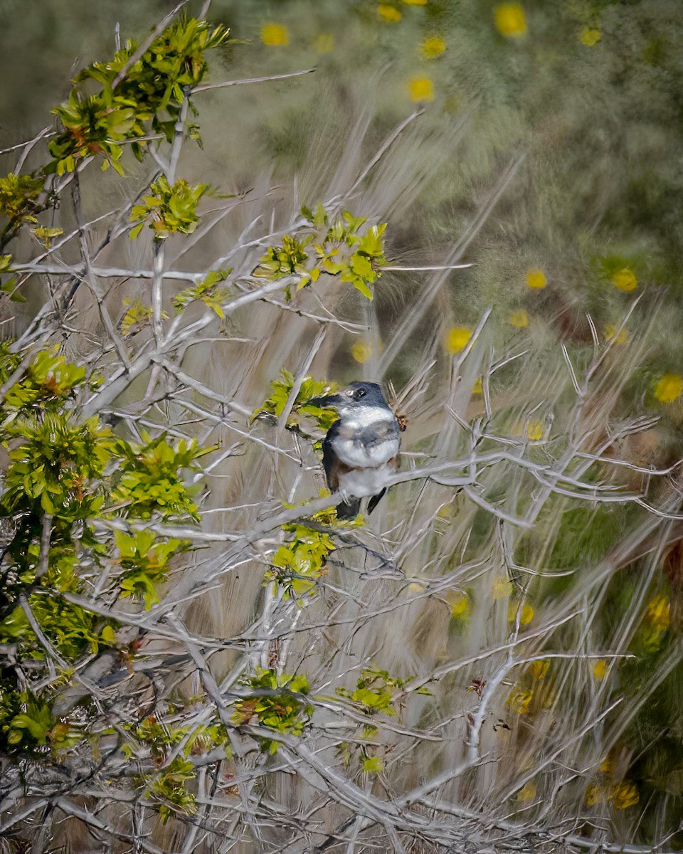 Belted Kingfisher - James Kendall