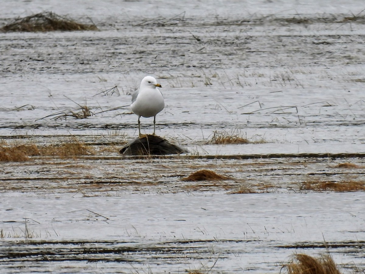 Ring-billed Gull - ML617059224