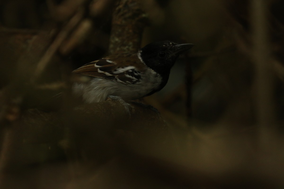 Collared Antshrike - ML617059233