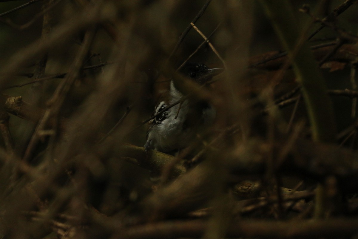 Collared Antshrike - Aurélie  Jambon