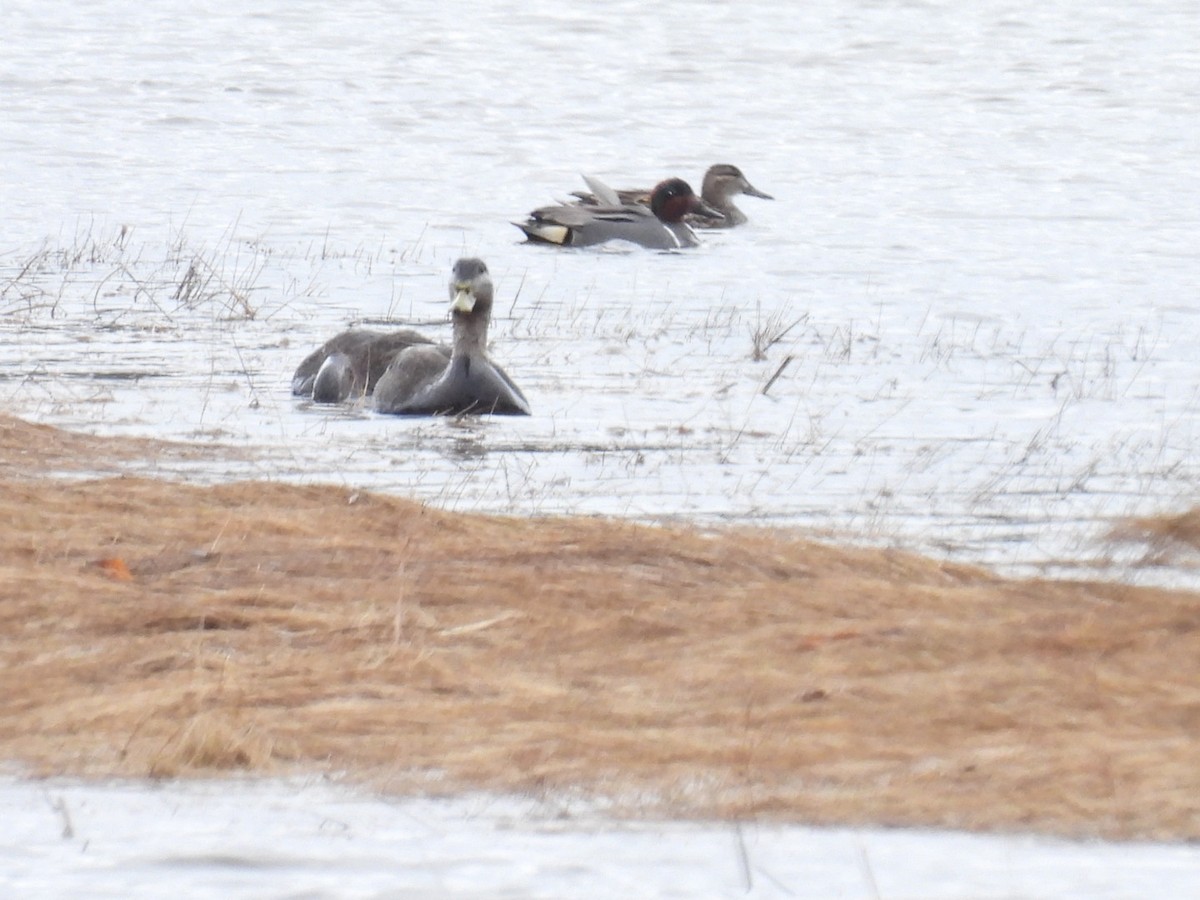 American Black Duck - ML617059237