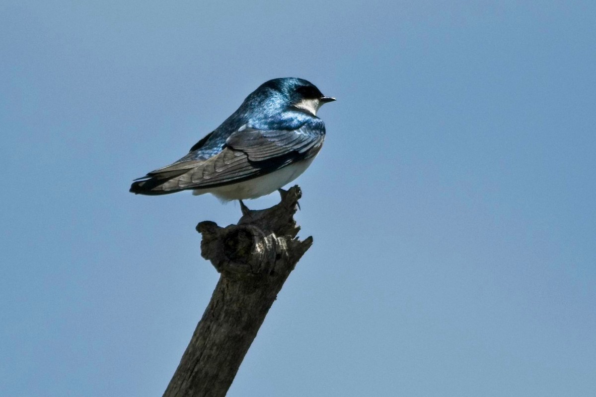 Golondrina Bicolor - ML617059239