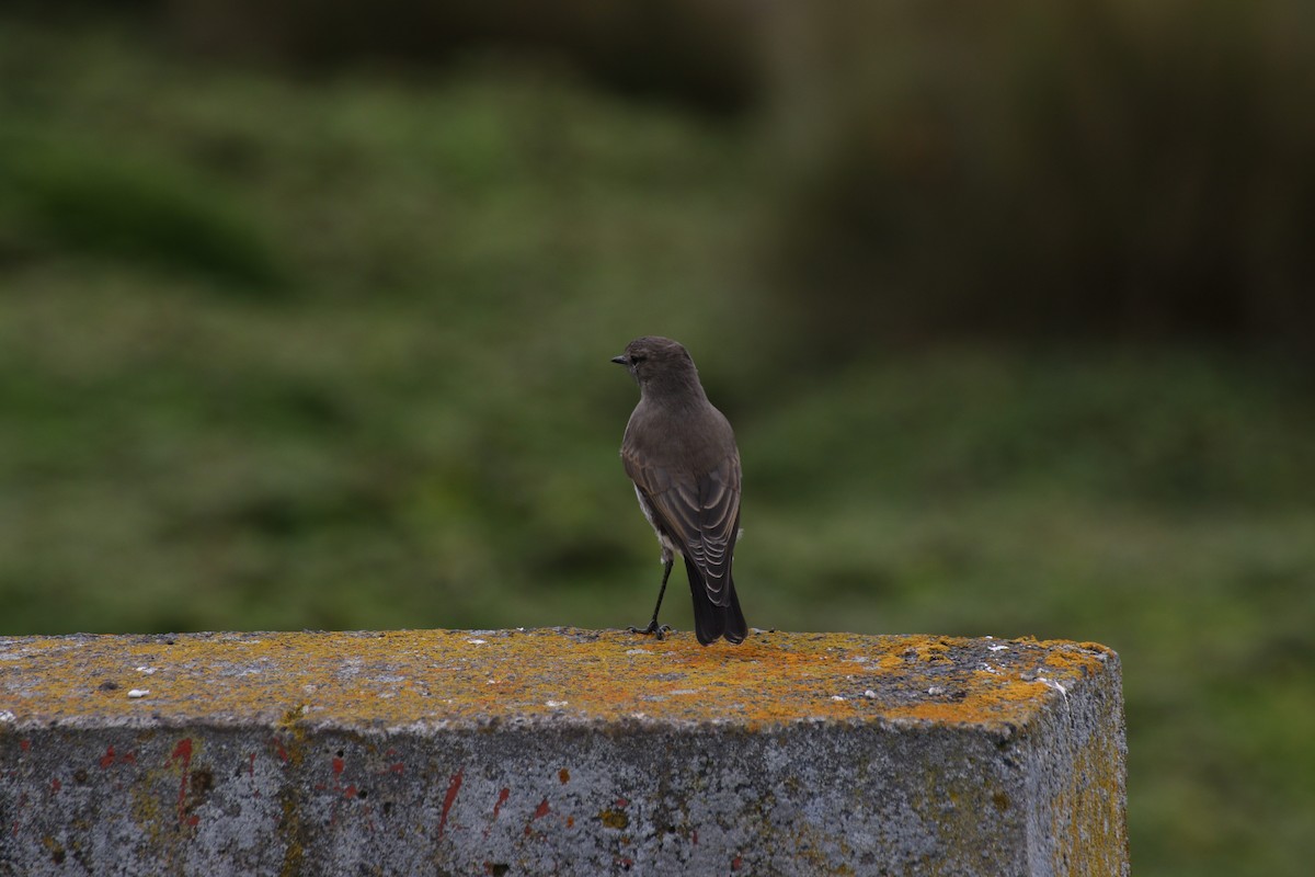 Plain-capped Ground-Tyrant - ML617059241