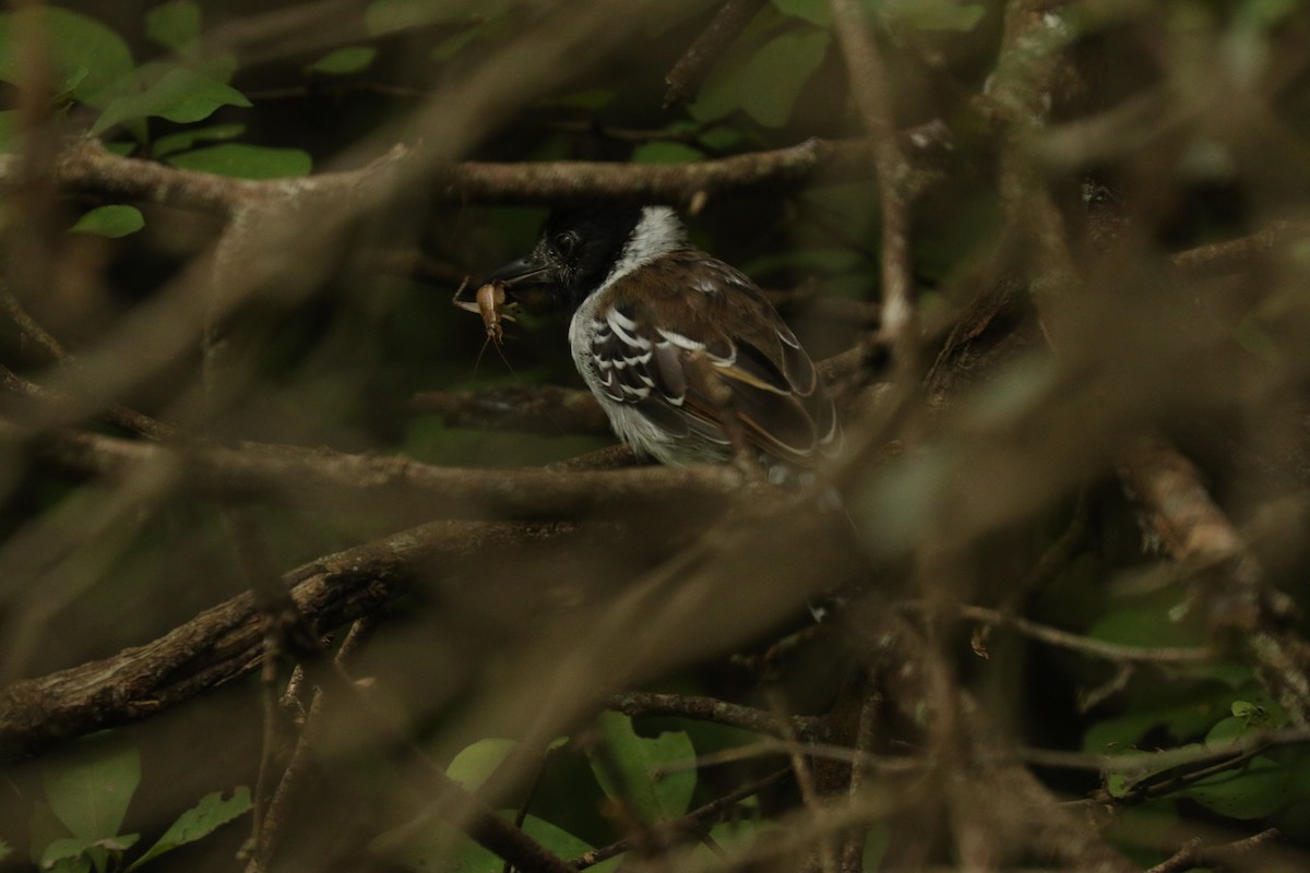 Collared Antshrike - ML617059243