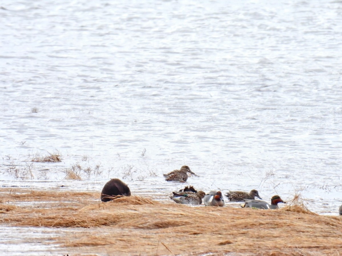 Green-winged Teal - ML617059274