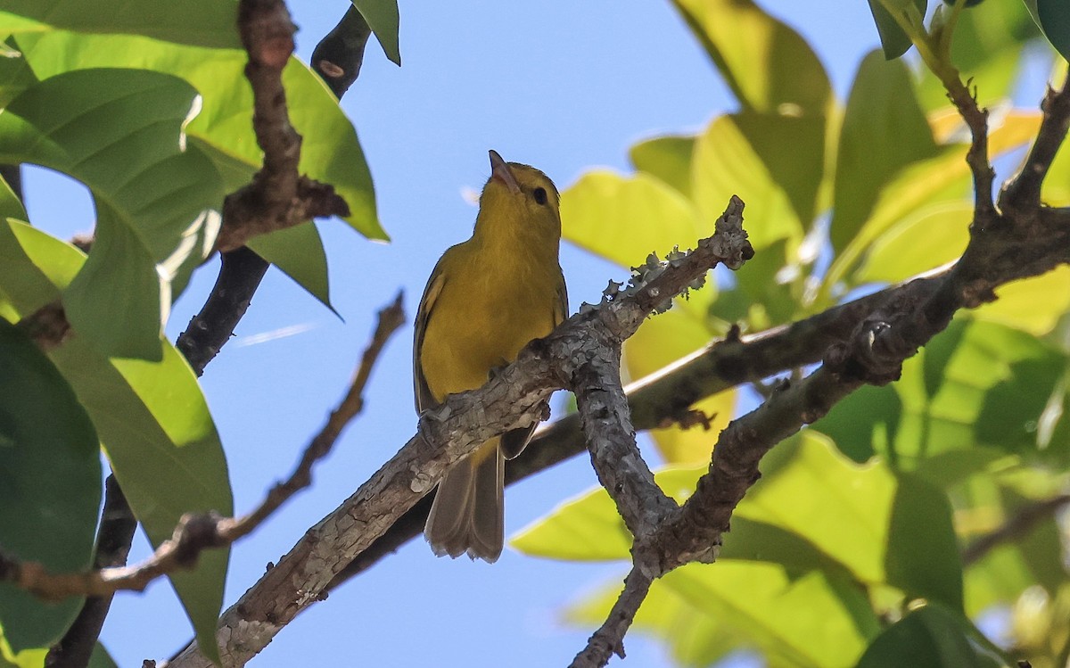 Goldbauchvireo - ML617059276