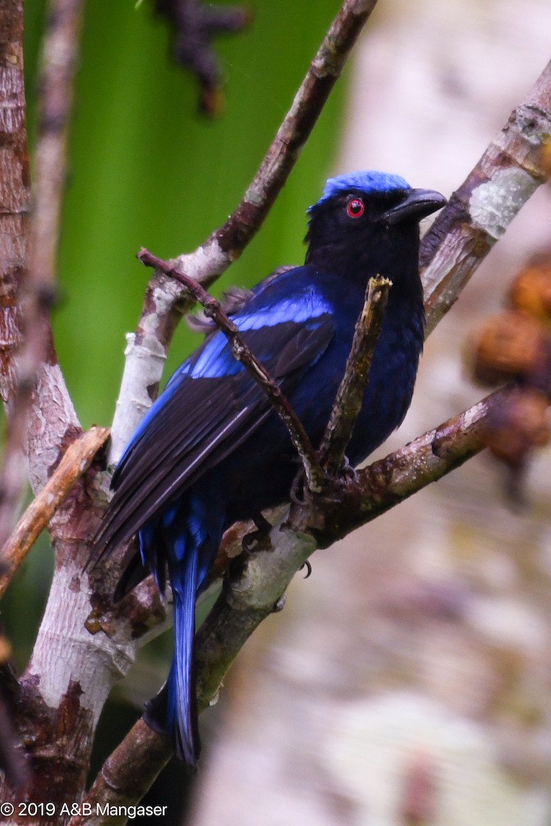 Philippine Fairy-bluebird - Bernadette and Amante Mangaser