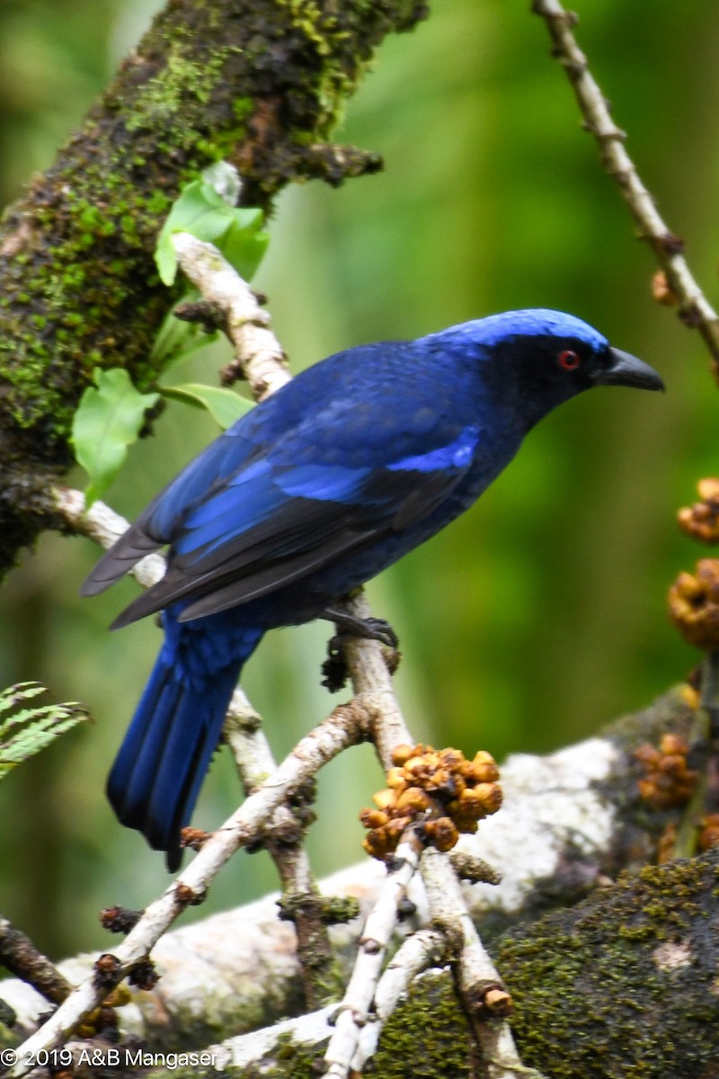 Philippine Fairy-bluebird - Bernadette and Amante Mangaser