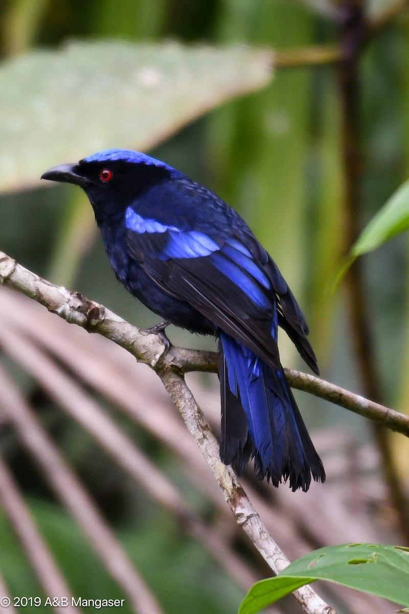 Philippine Fairy-bluebird - Bernadette and Amante Mangaser