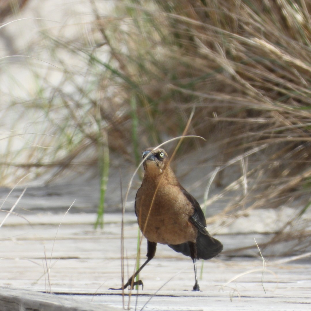 Boat-tailed Grackle - Manon Guglia