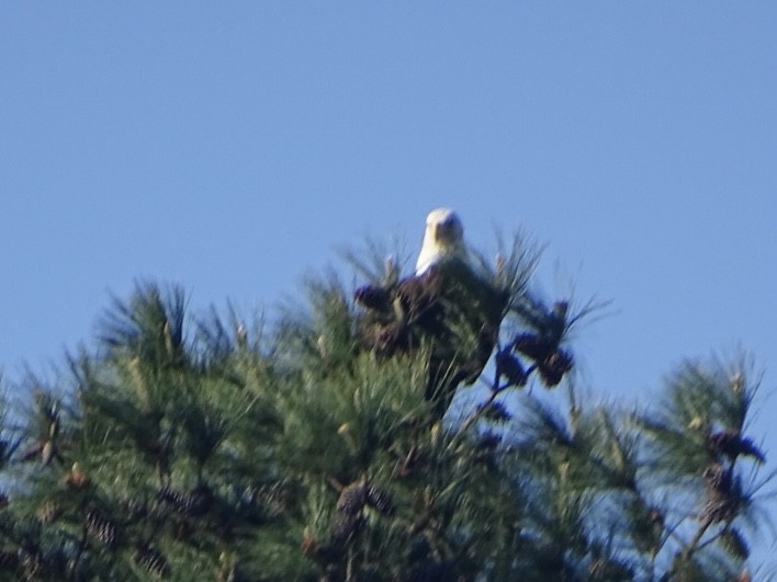 Bald Eagle - Robert Solomon