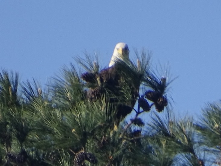 Bald Eagle - Robert Solomon