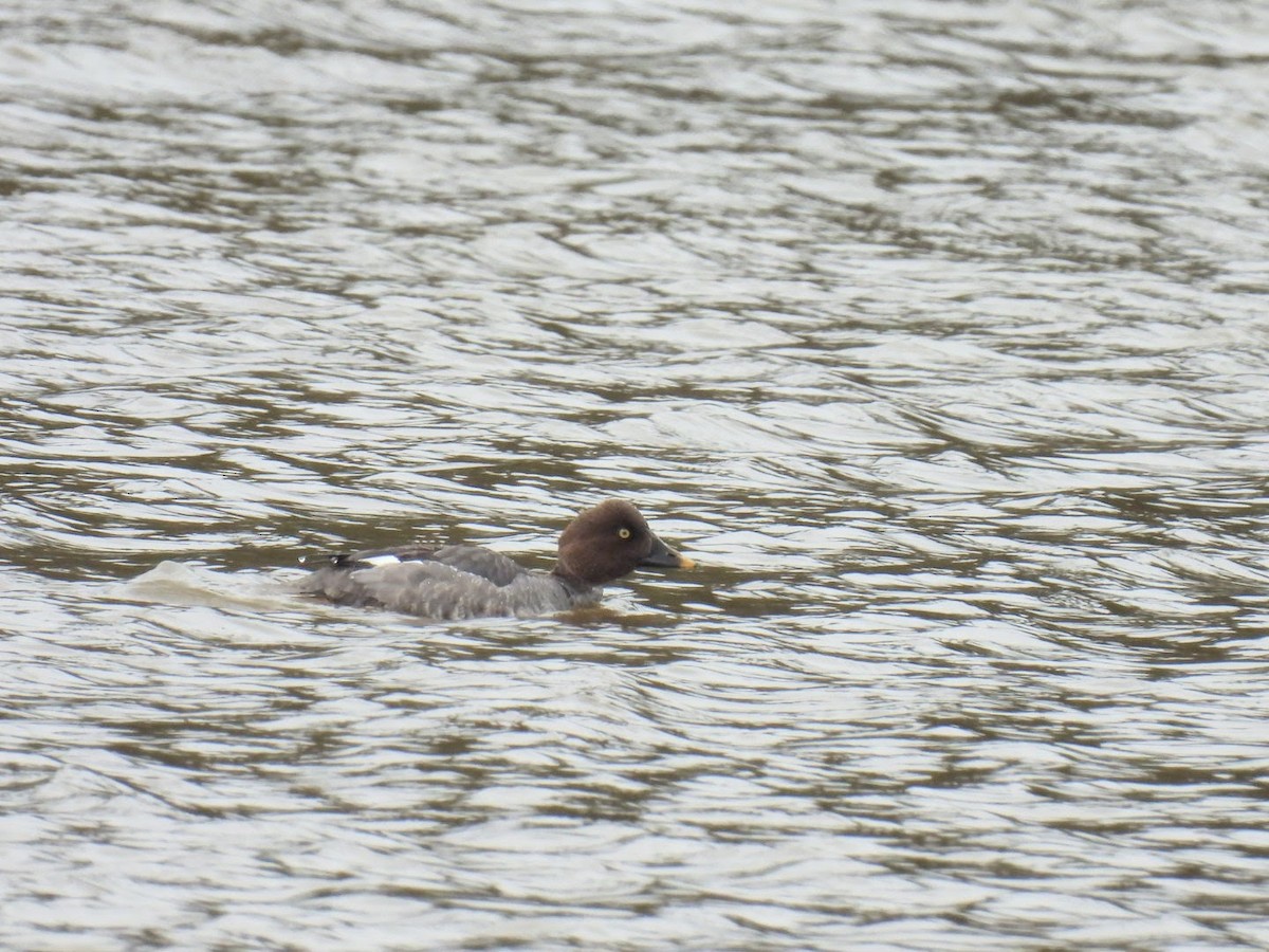 Common Goldeneye - ML617059325