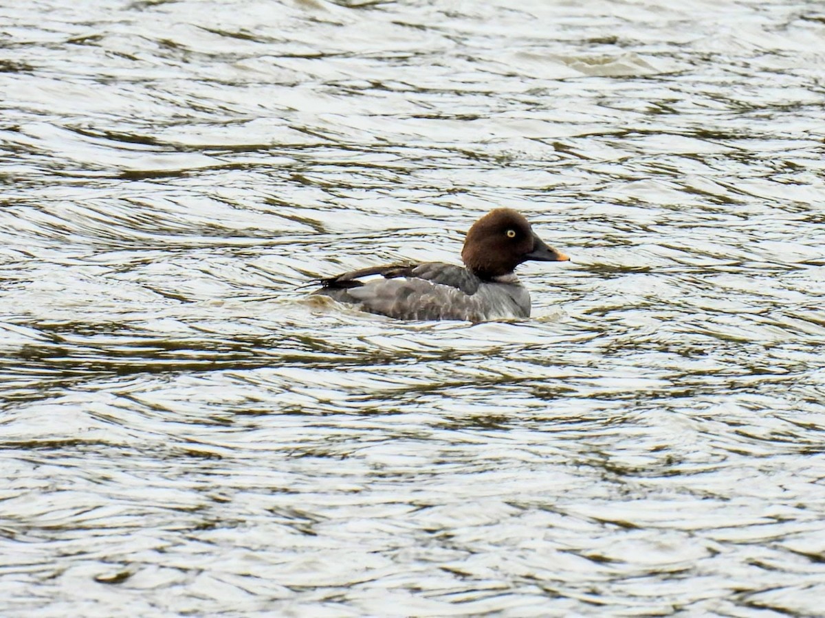 Common Goldeneye - ML617059326