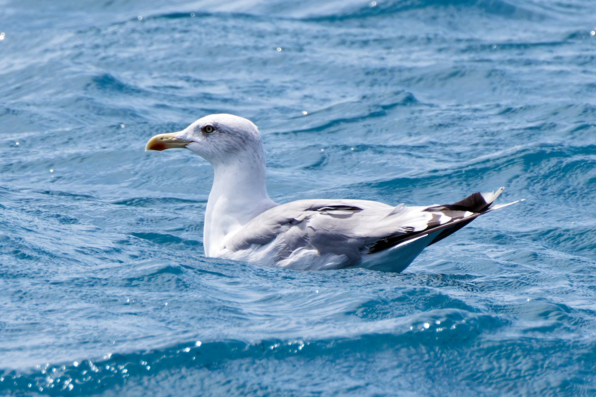 Yellow-legged Gull - Timothy Burnett