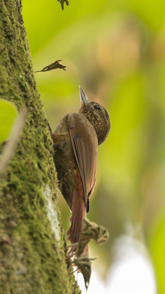 Wedge-billed Woodcreeper - ML617059336