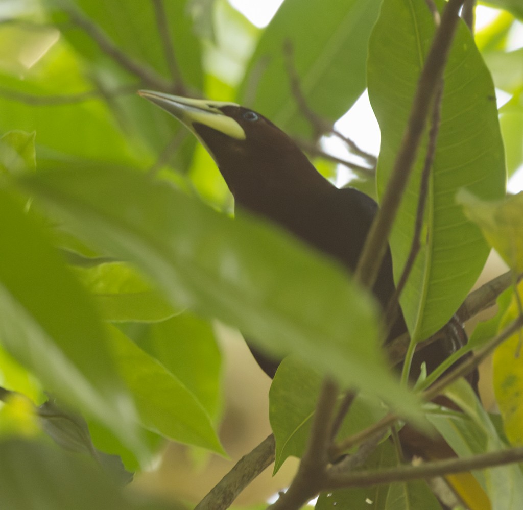 Chestnut-headed Oropendola - manuel grosselet