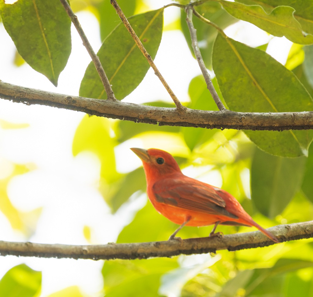 Summer Tanager - ML617059375