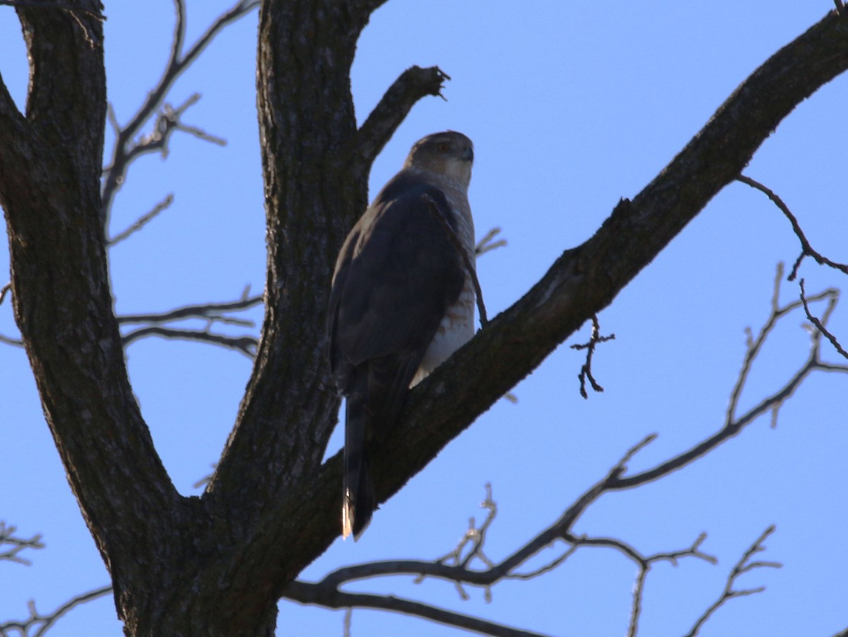 Cooper's Hawk - ML617059394