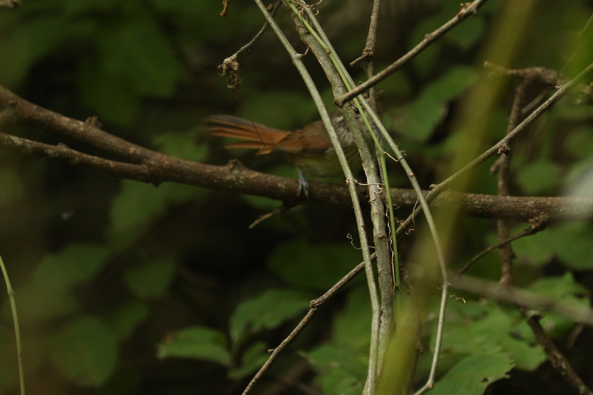 Necklaced Spinetail - ML617059412