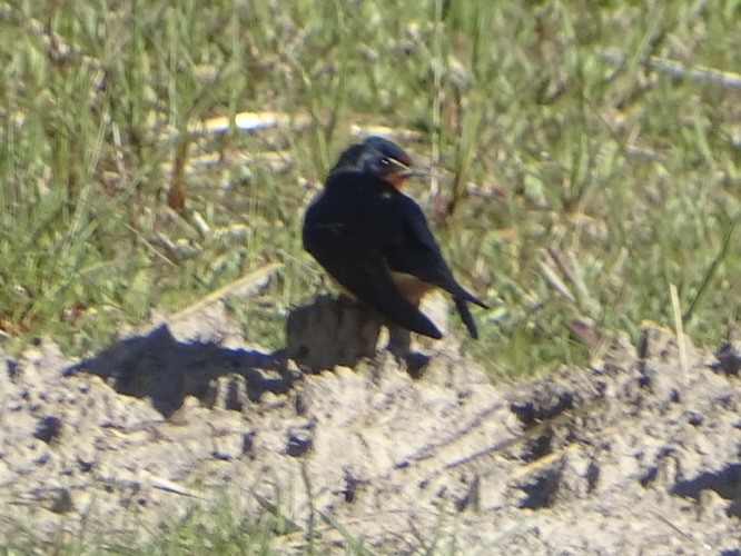 Barn Swallow - Robert Solomon