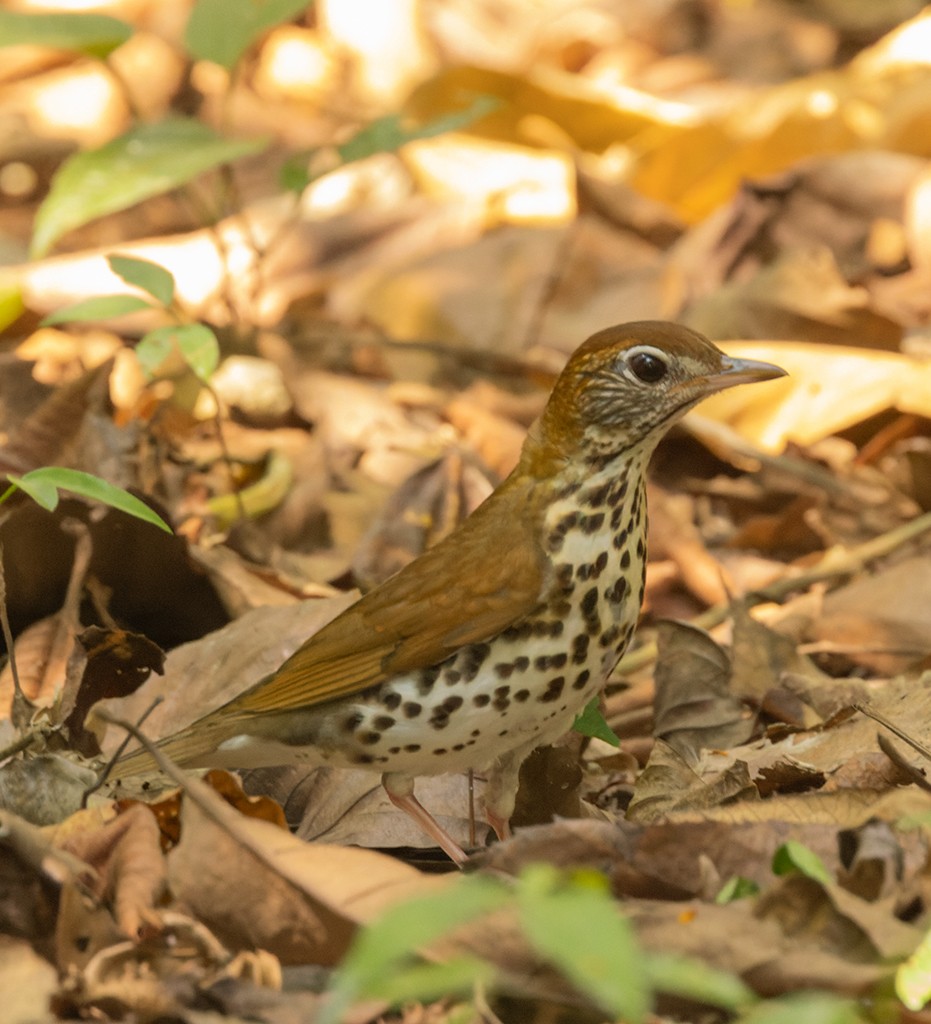 Wood Thrush - ML617059442