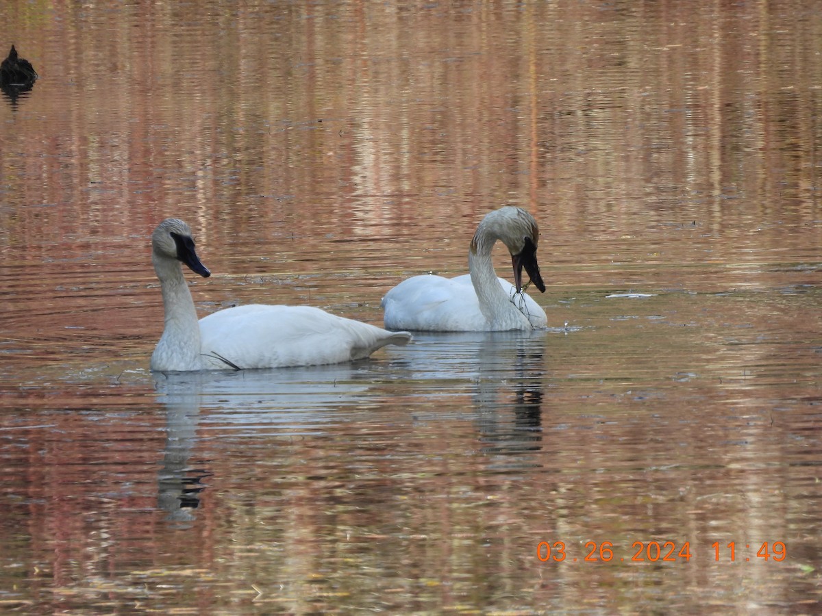 Trumpeter Swan - Sally Hill