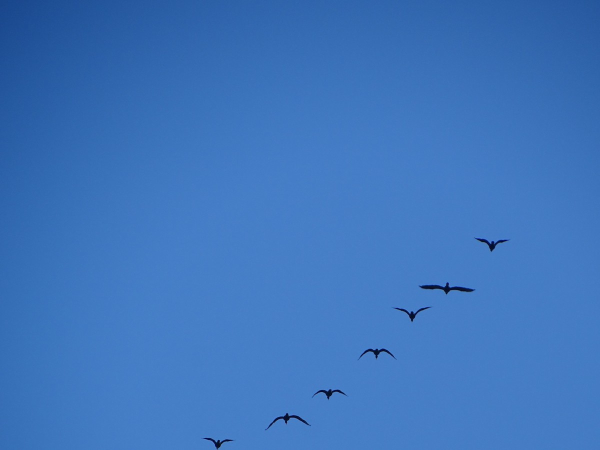 Double-crested Cormorant - ML617059465