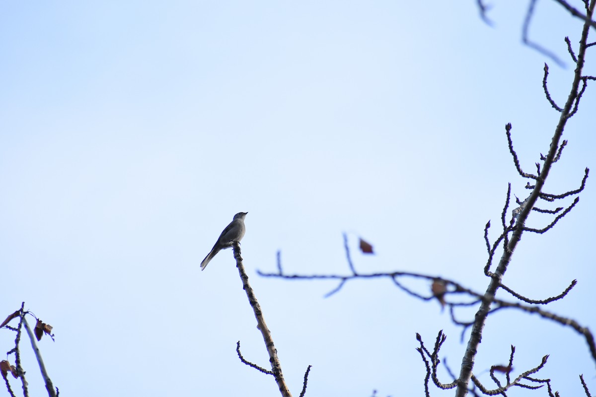 Townsend's Solitaire - ML617059501