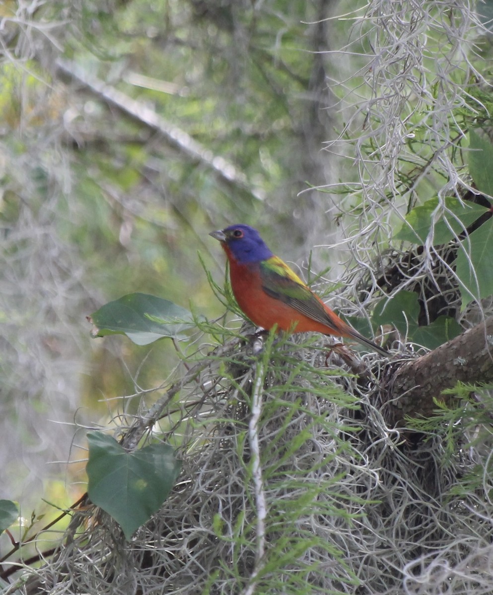 Painted Bunting - ML617059533