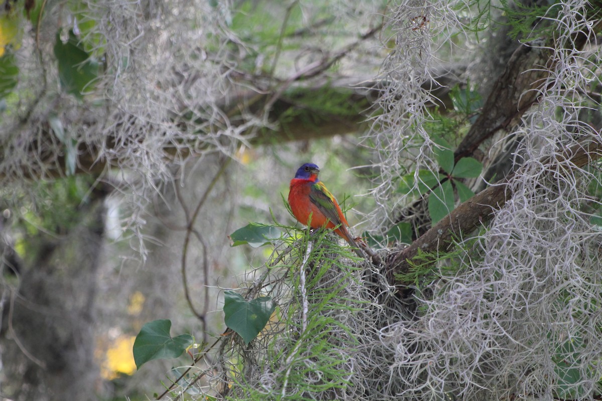 Painted Bunting - ML617059534