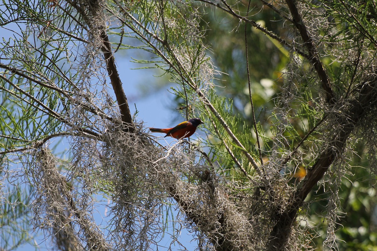 Painted Bunting - ML617059535